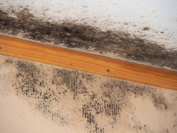 Best Indoor Air Quality Assessment  in Glen Raven, NC